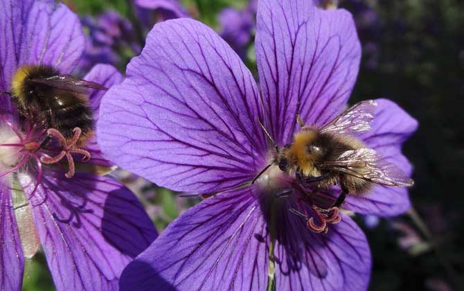 現在養蜜蜂有前景嗎? 養蜂前景
