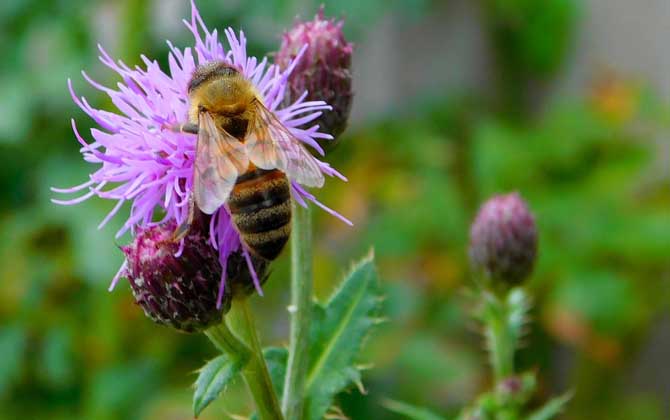 怎樣找到野生蜜蜂窩? 野生蜜蜂