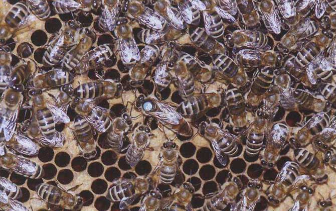 「基礎篇」蜜蜂的種類大全及優缺點 新疆黑蜂