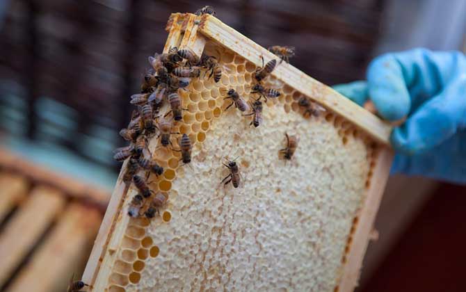 2021年意蜂多少錢一箱? 意蜂