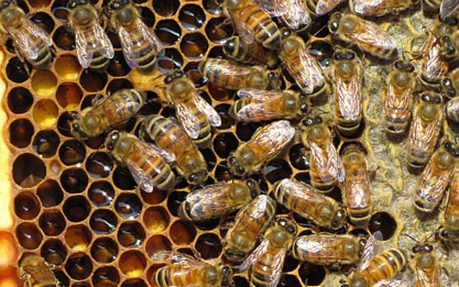 2021年意蜂多少錢一箱? 意蜂