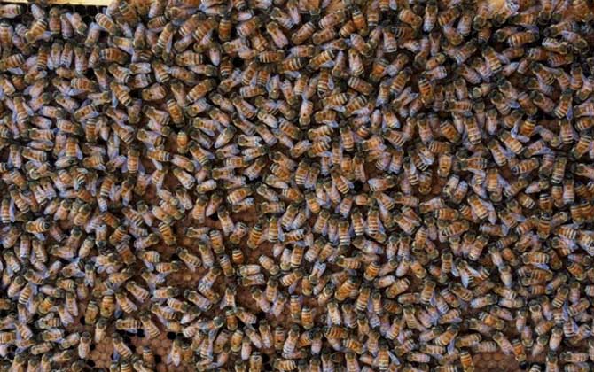 2021年意蜂王多少錢一只? 意蜂王多少錢一只