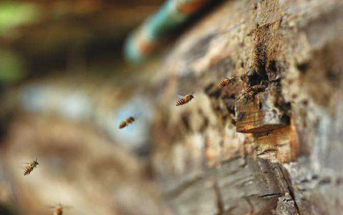 長(zhǎng)白山中蜂