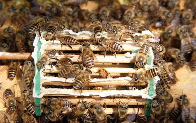 長(zhǎng)白山中蜂