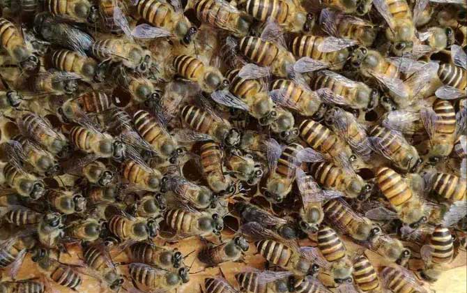 長(zhǎng)白山中蜂