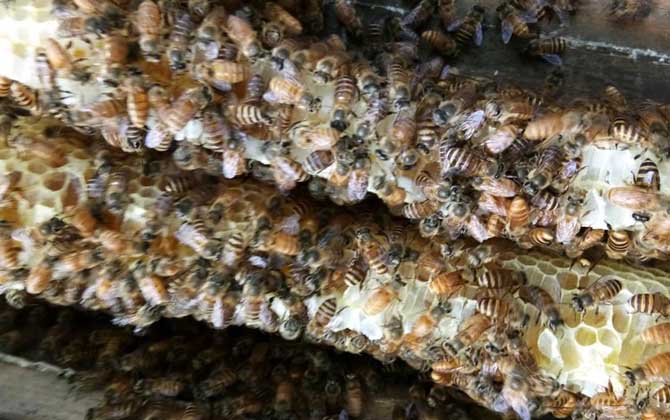 在農村老家養蜜蜂要花多少錢? 養蜜蜂
