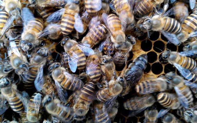 養蜂一年收入怎么樣? 養蜂