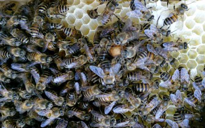 養蜂一年收入怎么樣? 養蜂