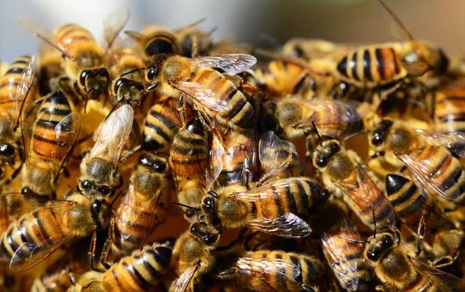 蜜蜂養(yǎng)殖