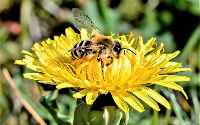 被蜜蜂蟄了怎么處理最簡單? 蜜蜂