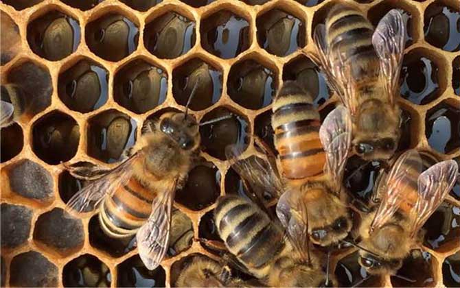 東北黑蜂的盜性強嗎? 東北黑蜂