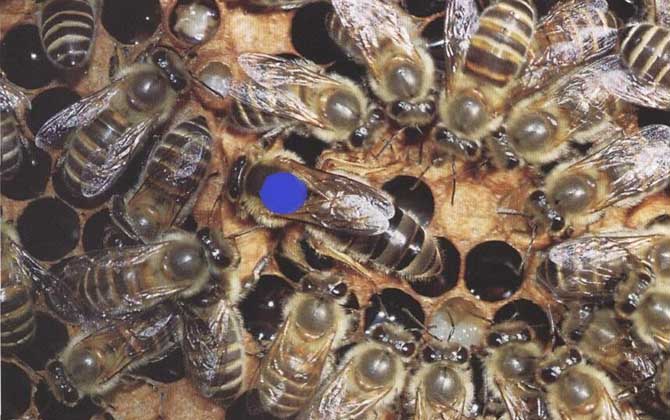 東北黑蜂的盜性強嗎? 東北黑蜂