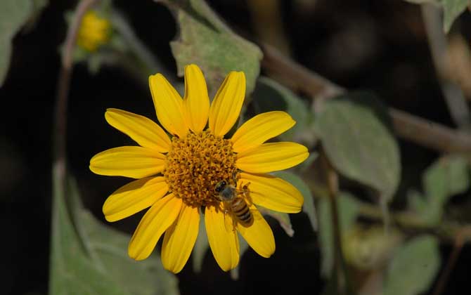 世界上有多少種蜜蜂? 蜜蜂