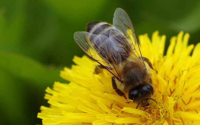 世界上有多少種蜜蜂? 蜜蜂