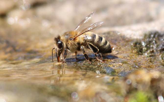蜜蜂的生活環境特性 蜜蜂