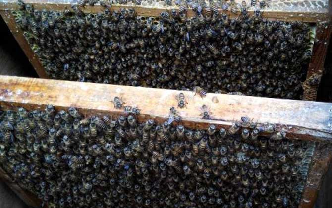 自然分蜂一年有幾次? 自然分蜂