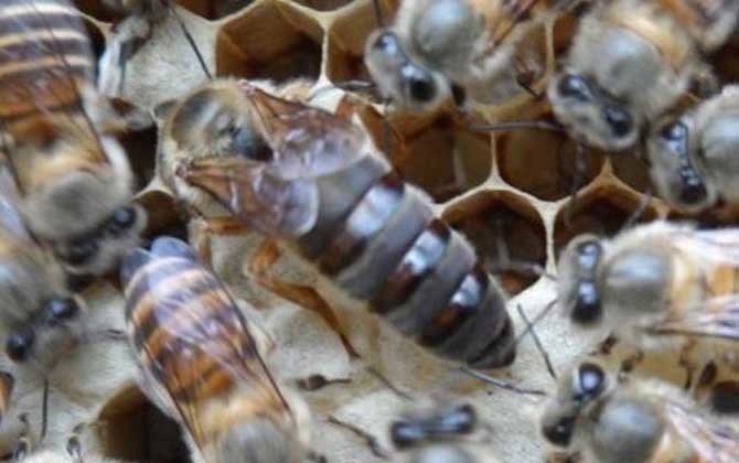 中蜂王品種及圖片大全 黑色種