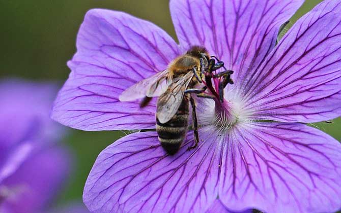 蜜蜂最怕什么東西? 蜜蜂