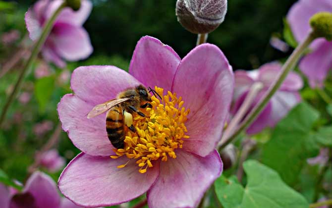 工蜂有什么特點(diǎn)? 工蜂