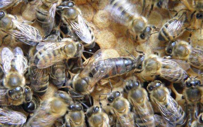 東北黑蜂有什么特點? 東北黑蜂