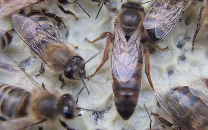 卡尼鄂拉蜂有什么特點? 卡尼鄂拉蜂