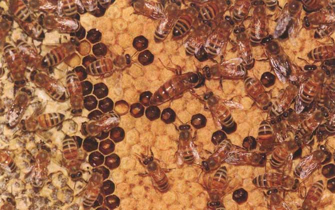 卡尼鄂拉蜂有什么特點? 卡尼鄂拉蜂