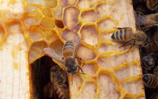 意大利蜜蜂有什么特點? 意大利蜜蜂