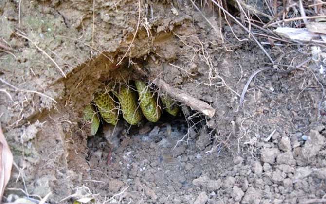 中華蜜蜂分布在哪里? 中華蜜蜂