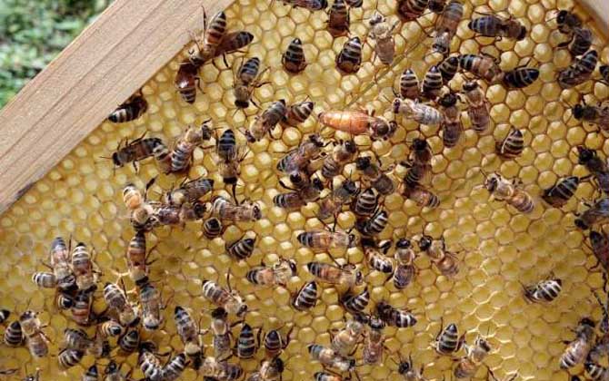 蜂王產卵后還會交尾嗎? 蜂王