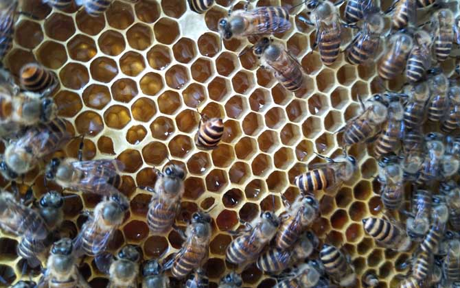 新蜂王出了幾天會(huì)分蜂? 分蜂