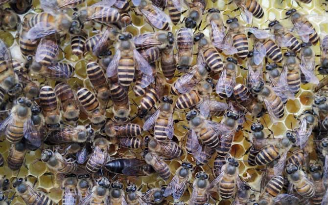 新蜂王出了幾天會(huì)分蜂? 分蜂