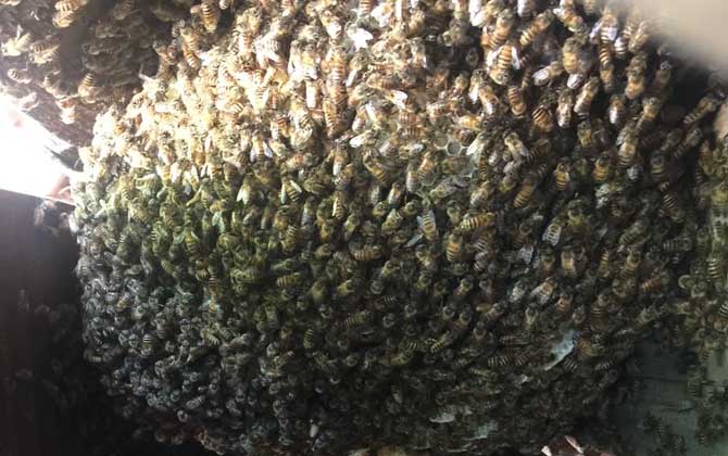 新蜂王出了幾天會(huì)分蜂? 分蜂