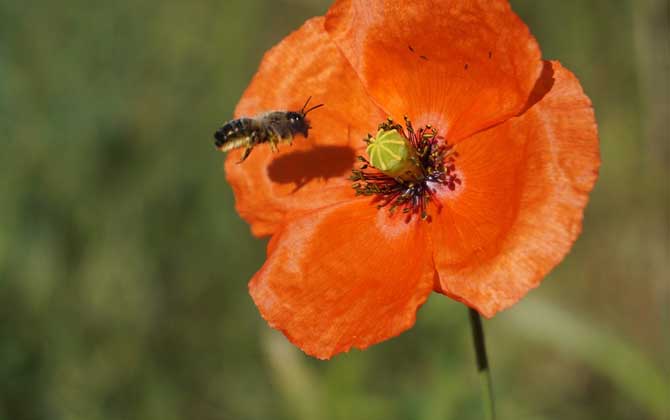 保育蜂、筑巢蜂、采蜜蜂的區別 工蜂