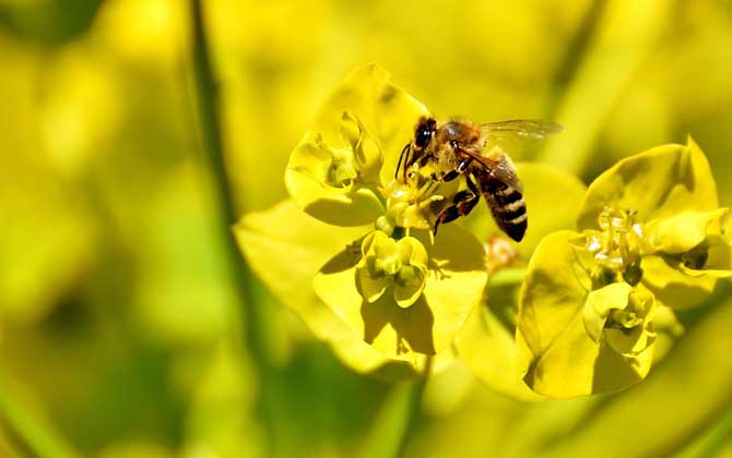 被蜜蜂蟄了找不到刺怎么辦? 蜜蜂