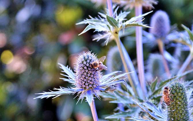 驅(qū)趕蜜蜂的最佳辦法 蜜蜂
