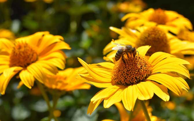 被蜜蜂蟄抹牙膏有用嗎? 蜜蜂