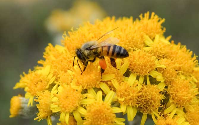 被蜜蜂蟄抹牙膏有用嗎? 蜜蜂