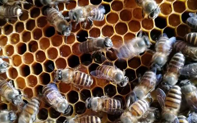 新手怎么才能養(yǎng)好蜜蜂? 新手養(yǎng)蜂