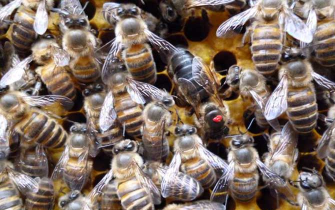 新手怎么才能養(yǎng)好蜜蜂? 新手養(yǎng)蜂