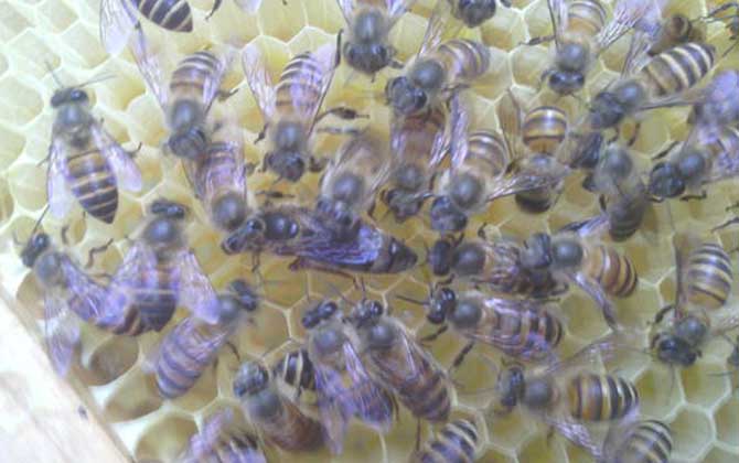 新手怎么才能養(yǎng)好蜜蜂? 新手養(yǎng)蜂