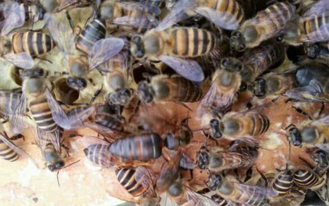 新手怎么才能養(yǎng)好蜜蜂? 新手養(yǎng)蜂