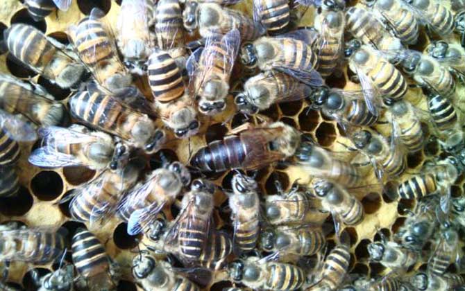 新手怎么才能養(yǎng)好蜜蜂? 新手養(yǎng)蜂