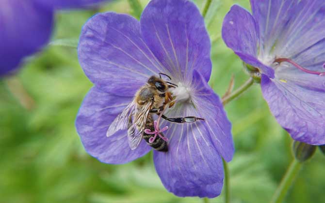 工蜂是公的還是母的? 工蜂