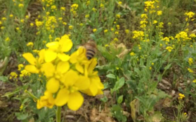 被蜜蜂蟄了是好兆頭嗎? 蜜蜂