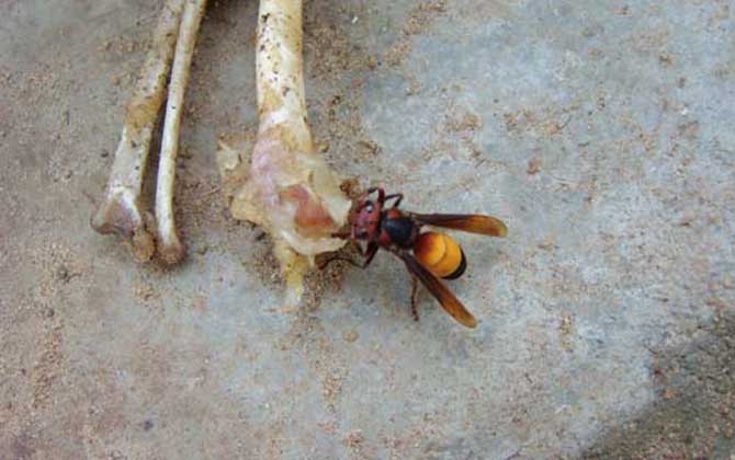 殺人蜂真的存在嗎? 黃腰胡蜂