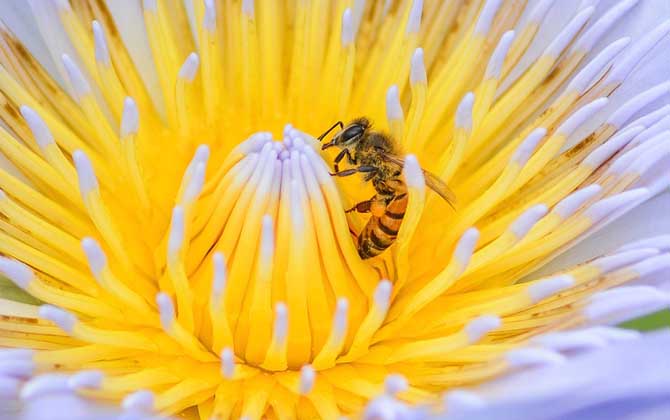 蜜蜂一年四季都產蜜嗎? 蜜蜂