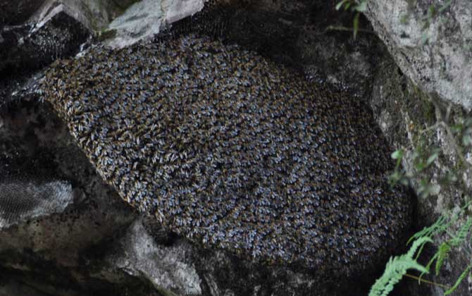 小蜜蜂和大蜜蜂的區別 大蜜蜂