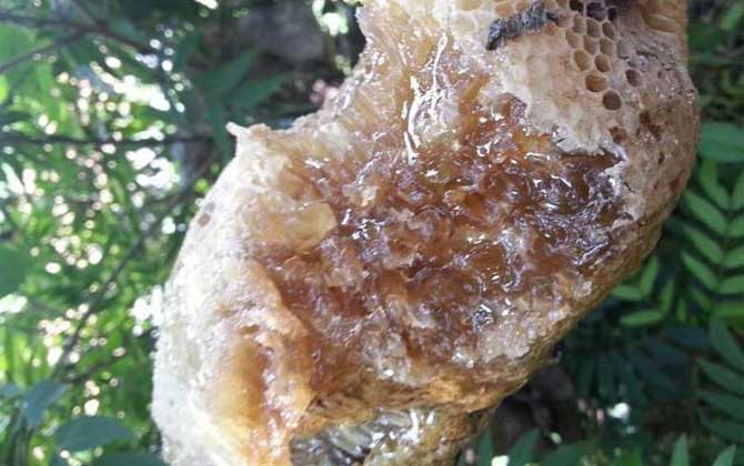 小蜜蜂和大蜜蜂的區別 小蜜蜂