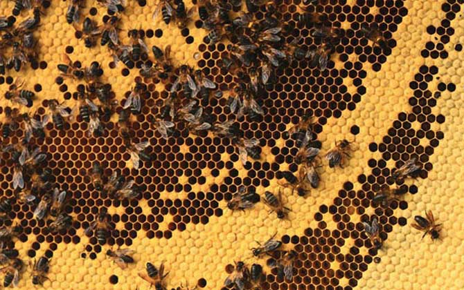 小蜜蜂和大蜜蜂的區別 大蜜蜂