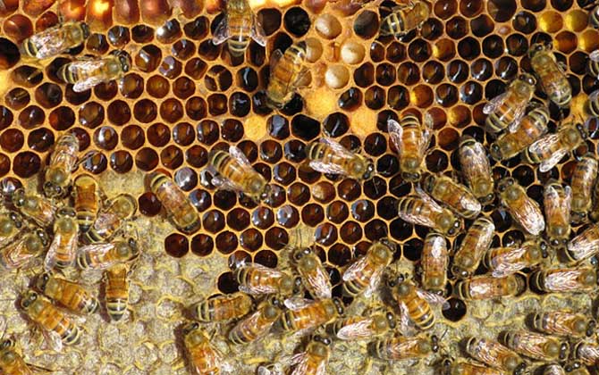 雄蜂從卵到出房要多少天? 蜜蜂